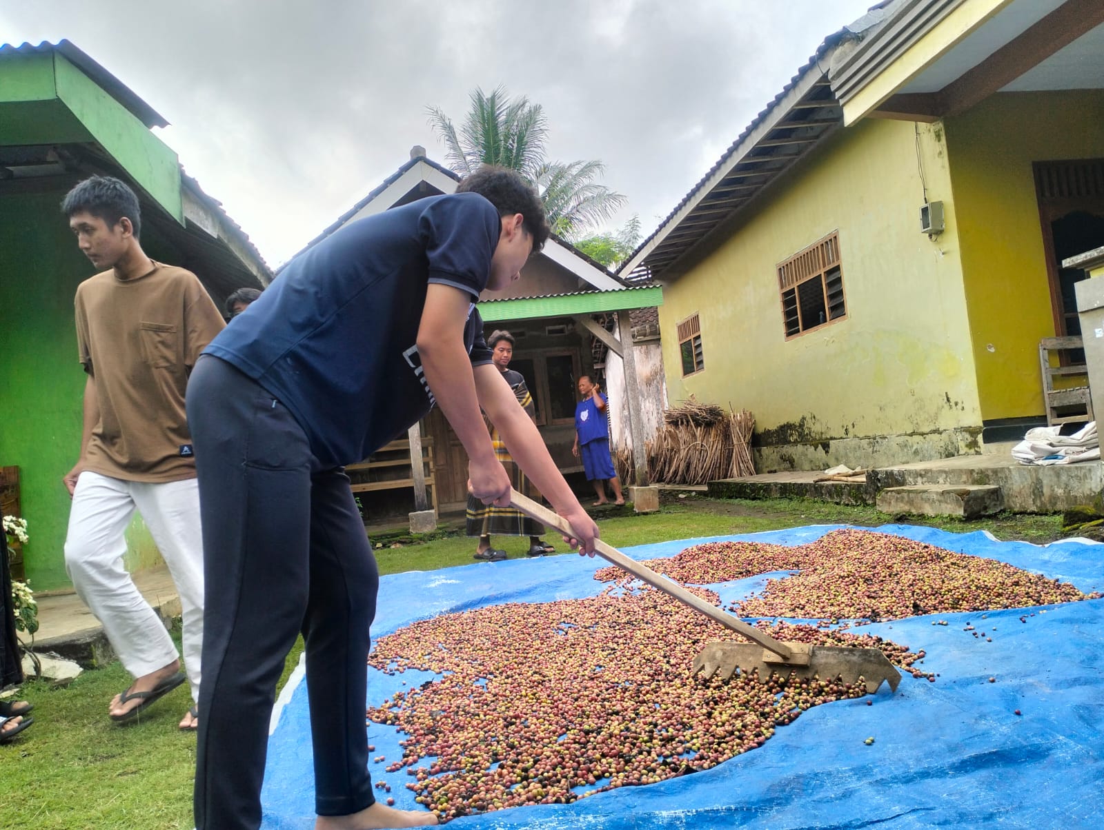 Kegiatan siswa membantu warga untuk menjemur biji kopi